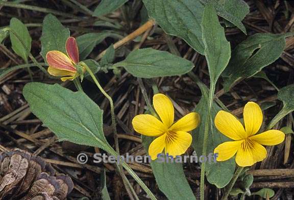 viola pinetorum ssp pinetorum 1 graphic